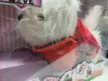 Simba Chi Chi Love Poshi interactiv funcțional plimbă câine latră DEFECT