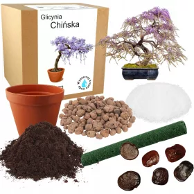    KIT DE CULTIVARE BONSAI WISTERIA CHINEZA WISTERIA PENTRU PLADARE SEMINTE 2 BUC.