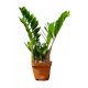  Răsad de Zamioculcas zamifolia într-un recipient de 1-2 litri