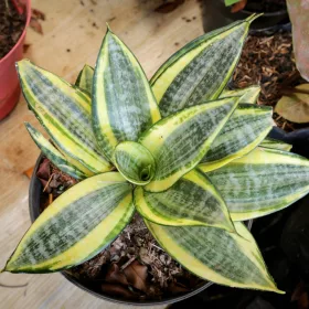    Răsad Sansevieria Golden Hahnii într-un recipient de 0,5 litri