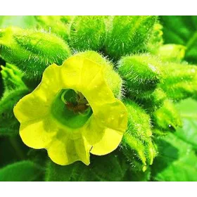  Seminte de tutun Bakun (Nicotiana Rustica) 100 boabe