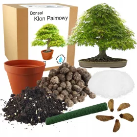    KIT DE CULTIVARE ARBUM DE BONSAI FRUNZĂ DE ARTAR PENTRU PLADARE SEMINȚE 5 BUC.