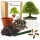  KIT DE CULTIVARE ARBUM DE BONSAI FRUNZĂ DE ARTAR PENTRU PLADARE SEMINȚE 5 BUC.