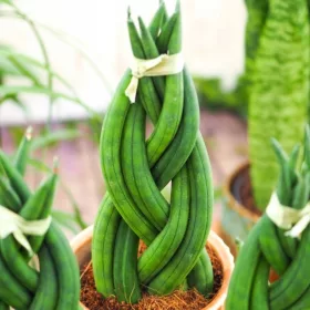    Răsad de Sansevieria cylindrica într-un recipient de 1-2 litri