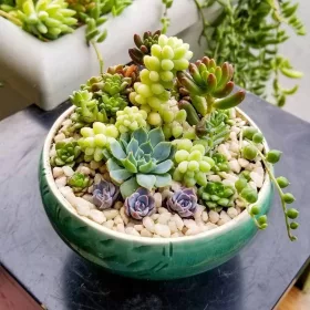  SUCULENTE Mix set de 5 buc ECHEVERIA CRASSULA