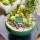  SUCULENTE Mix set de 5 buc ECHEVERIA CRASSULA