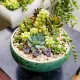  SUCULENTE Mix set de 5 buc ECHEVERIA CRASSULA