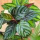  Calathea Ornata 'Sanderiana' MODEL ORIGINAL Calathea - dungi colorate
