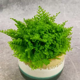    Feriga Nephrolepis exaltata PĂDURĂ DE VACA DE BARĂ ÎN BORCAL dØ6cm