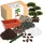  KIT DE CULTIVARE BONSAI, PIN NEGRU JAPONEZ, TUFĂ ORNAMENTALĂ DE MULTI ANI