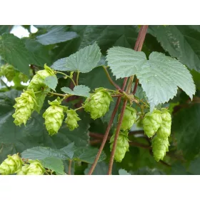  HOPS CREEPER PERDEA NATURALA PENTRU GRADINA 50 SEMINTE