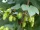  HOPS CREEPER PERDEA NATURALA PENTRU GRADINA 50 SEMINTE