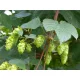  HOPS CREEPER PERDEA NATURALA PENTRU GRADINA 50 SEMINTE