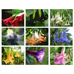  Arbust ornamental DATURA, SET 9 SOIURI, FLORI URIASE. anual