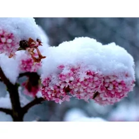    Răsadurile de viburnum într-un recipient de 0,5-1l, 15-30 cm