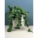  PEPEROMIA 'Hope' Peperomia Tetraphylla suspendată
