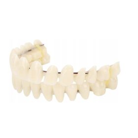  Proteză din rășină pentru dinți A2