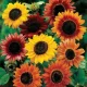  FLOARE-Soarelui ORNAMENTAL, AMIX DE SOIURI SI CULORI, 50 SEMINTE