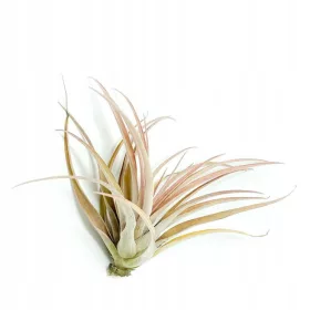  Tillandsia capitata Peach M, brassica