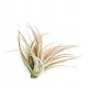  Tillandsia capitata Peach M, brassica