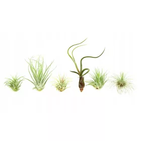  SET DE Etichetare de 6 Tillandsia PENTRU A ÎNCEPTE Plante de aer