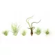 SET DE Etichetare de 6 Tillandsia PENTRU A ÎNCEPTE Plante de aer