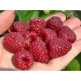    Zmeura si murele delicioase la un recipient de 1-2l, 15-50 cm