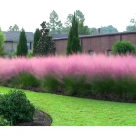  MUHLENBERGIA ~ PINK MIST ~ IRBĂ MAGICĂ CA bomboanele