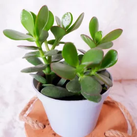  CRASSULA OVAL CRASSULA ARBORUL FERICIRII 3in1 don. 13 cm