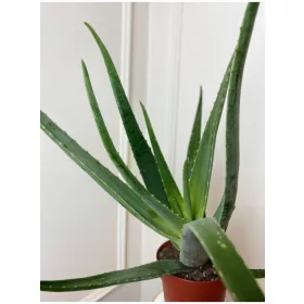  Aloe Aloe Vera XL planta in ghiveci pentru casa