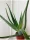  Aloe Aloe Vera XL planta in ghiveci pentru casa