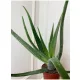  Aloe Aloe Vera XL planta in ghiveci pentru casa