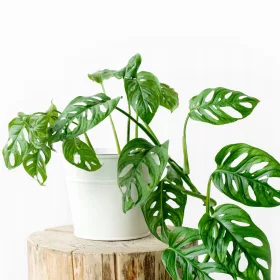  Răsad Monstera Monkey Mask într-un recipient de 0,5 l