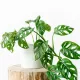  Răsad Monstera Monkey Mask într-un recipient de 0,5 l