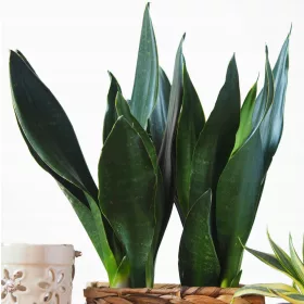    Răsad Sansevieria 'Future Midnight' într-un recipient de 0,5 l