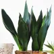  Răsad Sansevieria 'Future Midnight' într-un recipient de 0,5 l