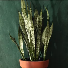    Răsad de Sansevieria trifasciata într-un recipient de 0,5 litri