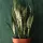  Răsad de Sansevieria trifasciata într-un recipient de 0,5 litri