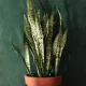  Răsad de Sansevieria trifasciata într-un recipient de 0,5 litri
