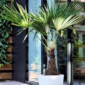    PALMERĂ rezistentă la îngheț pe un trunchi - Trachycarpus fortunei