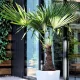  PALMERĂ rezistentă la îngheț pe un trunchi - Trachycarpus fortunei