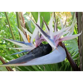  STRELICIA ALBA (STRELITZIA NICOLAI) 3 SEMINTE