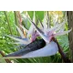  STRELICIA ALBA (STRELITZIA NICOLAI) 3 SEMINTE
