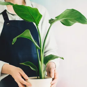    Răsad Strelitzia Strelitzia nicolai într-un recipient de 0,5 litri