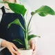  Răsad Strelitzia Strelitzia nicolai într-un recipient de 0,5 litri