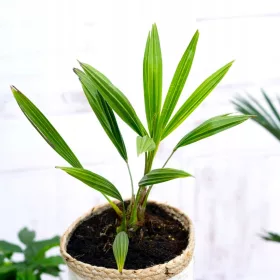    Răsad de Trachycarpus fortunei în recipient de 0,5l, 35-40 cm