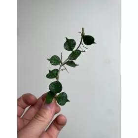 Frumoasa Hoya Curtisii|SAMANTARE PLANTE