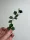  Frumoasa Hoya Curtisii|SAMANTARE PLANTE