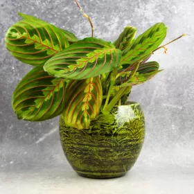    Arrowroot leuconeura RED STRIPE frumos D12cm PROTECTIE IARNA