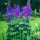  Răsad de delphinium violet într-un recipient de 0,5-1l
